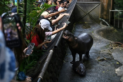 Endangered pygmy hippo goes viral from Thai zoo.jpg