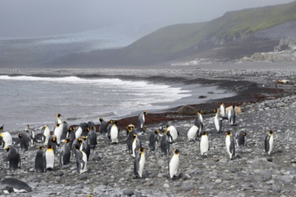 Australia moves to expand Antarctic marine park.jpg