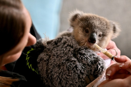 Cars, chlamydia threaten Australian koalas.jpg