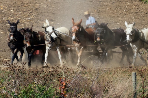 Loud US election barges into quiet Amish country