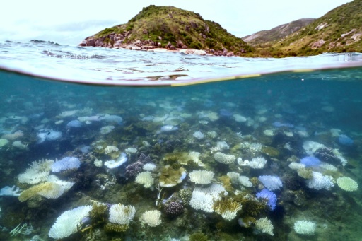 Nearly half of tropical coral species face extinction: report