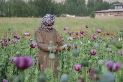 Afghanistan poppy cultivation grows 19 percent despite ban: UN