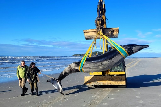 New Zealand scientists dissect world's rarest whale