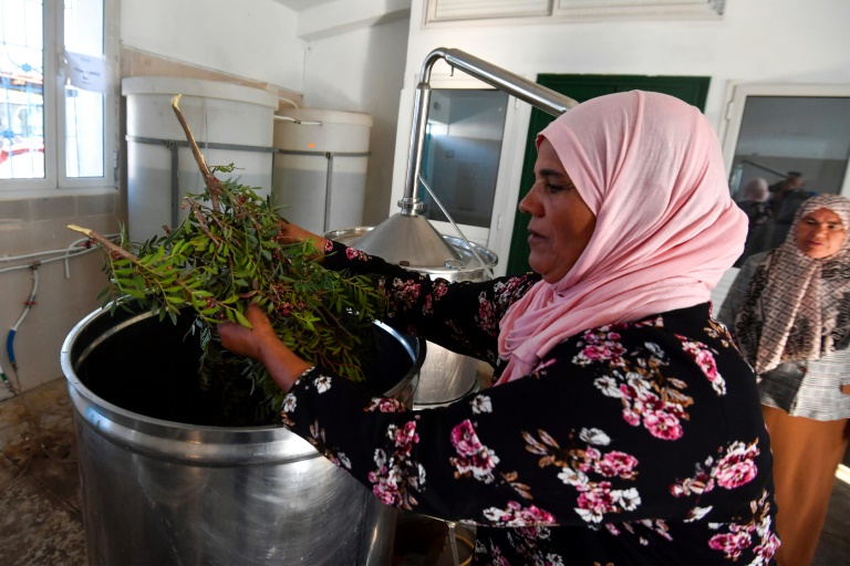 Tunisia women herb harvesters struggle with drought and heat