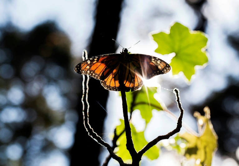 US moves to save once-common monarch butterflies from extinction