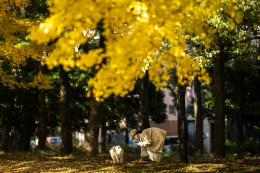 Japan witnesses warmest autumn on record