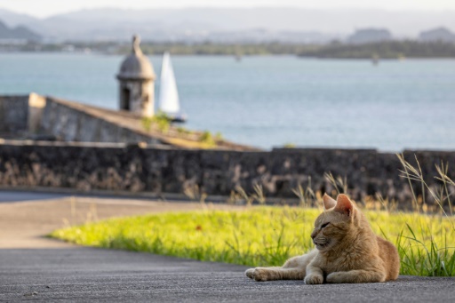 Hissed off: San Juan cat removal plan prompts outcry, lawsuit