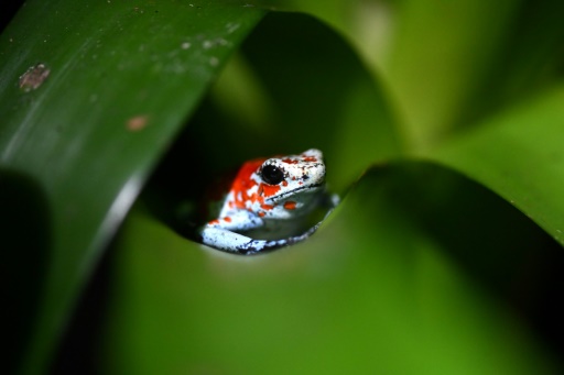 Lab-grown frogs: a Colombian's response to wildlife trafficking