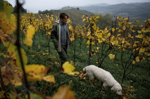 White truffles, Italy's gold, menaced by climate change