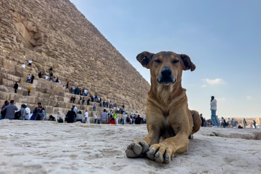 Stray dogs in Giza become tourist draw after 'pyramid puppy' sensation