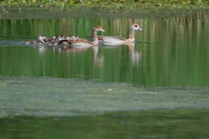 Egyptian geese spread wings in France, threatening biodiversity.jpg