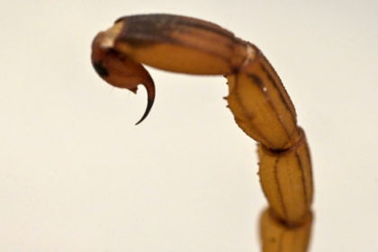 Thriving scorpion population is stinging problem for Brazil.jpg