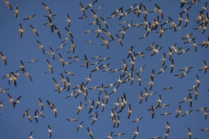 Nature pays price for war in Israel's north.jpg Nature pays price for war in Israel's north.jpg