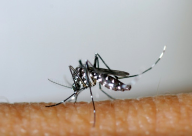 Fifth of dengue cases due to climate change.jpg