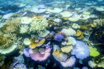 Parts of Great Barrier Reef suffer highest coral mortality on record.jpg