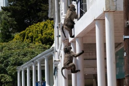 As baboons become bolder, Cape Town battles for solutions.jpg