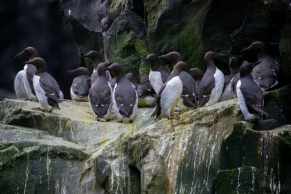 This handout photo provided by the US Fish and Wildlife Service (USFWS) shows common murres clustered together on a cliff ledge at the Alaska Maritime National Wildlife Refuge on July 30, 2019