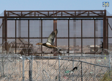 A bird flies past the border between El Paso, Texas and Ciudad Juarez in Mexico