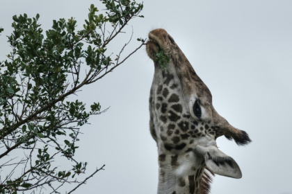 The report highlighted the Nashulai Maasai Conservancy in Kenya