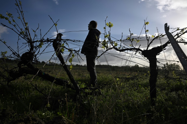 Bordeaux wine harvest drops to lowest level since 1991