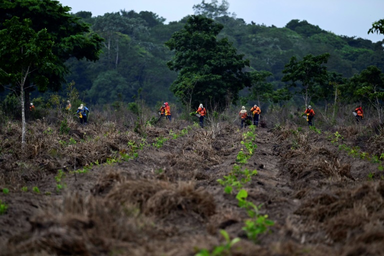 In Brazil, an Amazon reforestation project seeks to redeem carbon markets