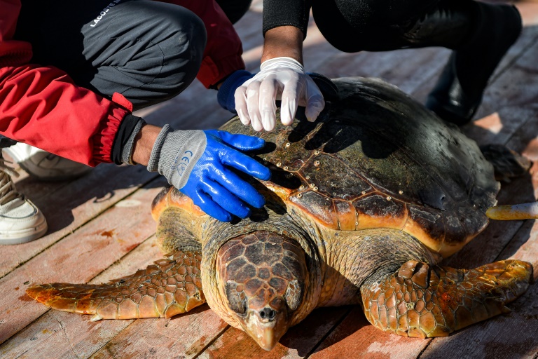 Tunisian rehab barge offers hope for vulnerable sea turtles