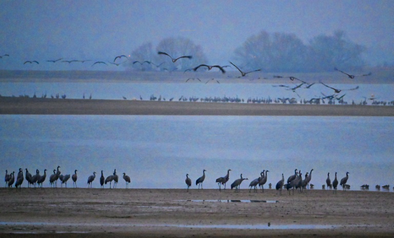 Global warming makes French reservoir a winter resort for migrating cranes