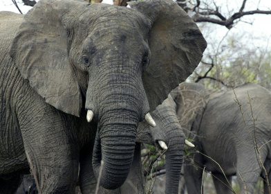 A US court has ruled that while African elephants might be 'cognitively, psychologically, or socially sophisticated' they are not people and not covered by the principle of habeas corpus