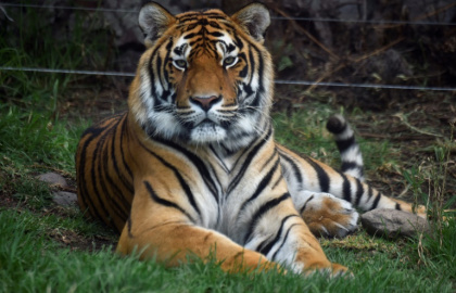 Bengal tigers are endangered but there have been recent conservation successes in Nepal and India