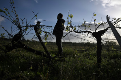 A sombre year for Bordeaux wine production