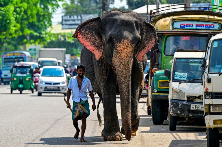 Sri Lanka adjusts train timings to tackle elephant deaths