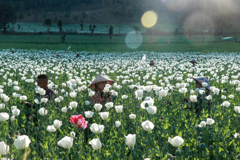 Opium farming takes root in Myanmar's war-wracked landscape