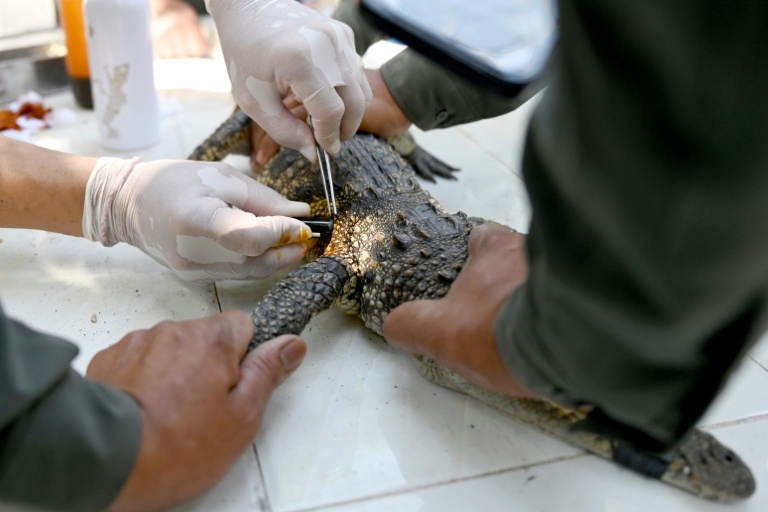 'We will preserve them': saving Cambodia's crocodiles