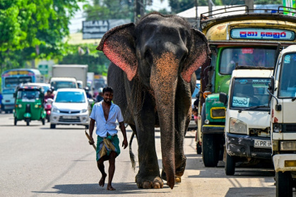 Elephants are considered a national treasure in Sri Lanka partly due to their significance in Buddhist culture