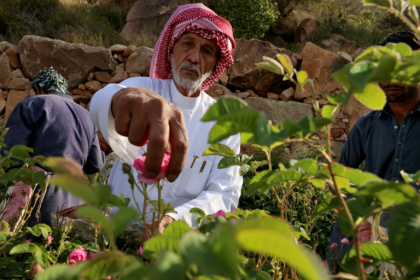 Khalaf Allah al-Talhi: 'I love roses and take care of them more than I care for my own children' Khalaf Allah al-Talhi: 'I love roses and take care of them more than I care for my own children'
