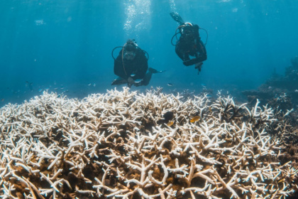 Corals turn white under heat stress, which causes them to expel the algae which give them bright colours and nutrients