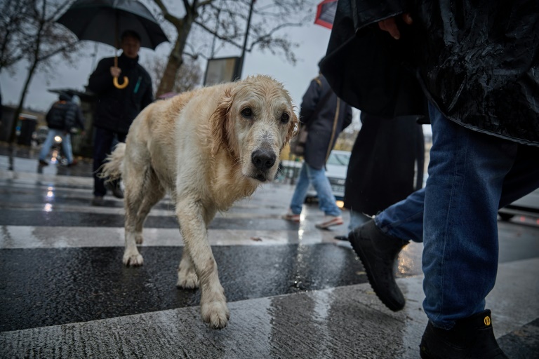 Mutilation ban and microchips: EU lawmakers vote on cat and dog welfare Mutilation ban and microchips: EU lawmakers vote on cat and dog welfare
