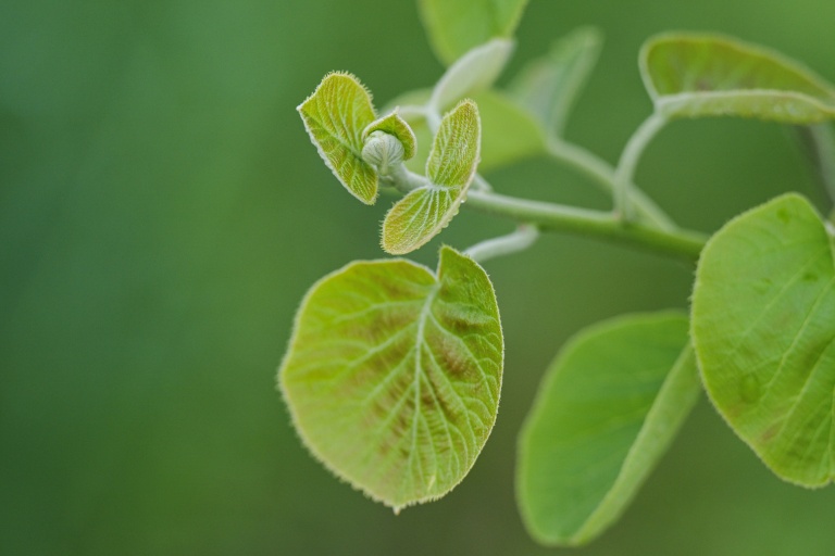 'Moving forward': the Gen-Z farmer growing Fukushima kiwis