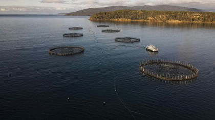 Salmon pens belonging to the Tassal company located off Charlotte Cove, in the d'Entrecasteaux Channel in Tasmania. - Gregory PLESSE Salmon pens belonging to the Tassal company located off Charlotte Cove, in the d'Entrecasteaux Channel in Tasmania. - Gregory PLESSE