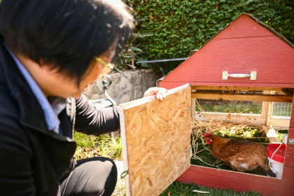 Yong-mi Kim looks inside a portable chicken coop and her egg-laying chickens as part of the "Rent The Chicken" service in La Crescenta, California - Patrick T. Fallon (AFP) Yong-mi Kim looks inside a portable chicken coop and her egg-laying chickens as part of the "Rent The Chicken" service in La Crescenta, California - Patrick T. Fallon (AFP)