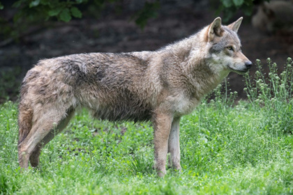 Members of the Bern Convention agreed in December 2024 to lower the wolf's status from 'strictly protected' to 'protected' - THOMAS KIENZLE (AFP) Members of the Bern Convention agreed in December 2024 to lower the wolf's status from 'strictly protected' to 'protected' - THOMAS KIENZLE (AFP)