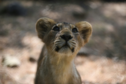 Asiatic lions are slightly smaller than their African cousins, and have a fold of skin along their bellies - SAM PANTHAKY (AFP) Asiatic lions are slightly smaller than their African cousins, and have a fold of skin along their bellies - SAM PANTHAKY (AFP)