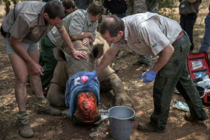 Dehorning rhinos leaves only small horn rumps that deter most poachers - GIANLUIGI GUERCIA (AFP)