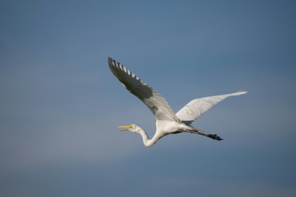 Australian researchers used GPS to follow eight plumed egrets and 10 great egrets over a period of months, after the birds left the Macquarie Marshes in New South Wales - Federico PARRA (AFP) Australian researchers used GPS to follow eight plumed egrets and 10 great egrets over a period of months, after the birds left the Macquarie Marshes in New South Wales - Federico PARRA (AFP)