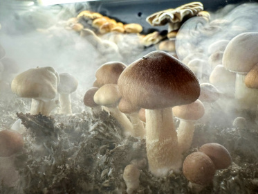 Psilocybin is a naturally occurring psychedelic compound found in some species of mushroom and can cause hallucinations and an altered state of mind - JOHN MOORE (AFP) Psilocybin is a naturally occurring psychedelic compound found in some species of mushroom and can cause hallucinations and an altered state of mind - JOHN MOORE (AFP)