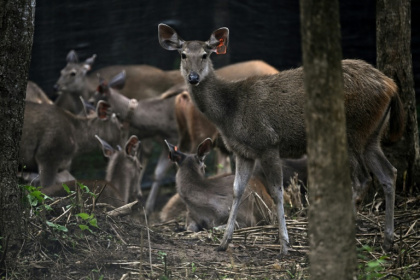 The Thai government and WWF have been breeding sambar deer and releasing them into the wild to provide tigers with prey - Lillian SUWANRUMPHA (AFP) The Thai government and WWF have been breeding sambar deer and releasing them into the wild to provide tigers with prey - Lillian SUWANRUMPHA (AFP)