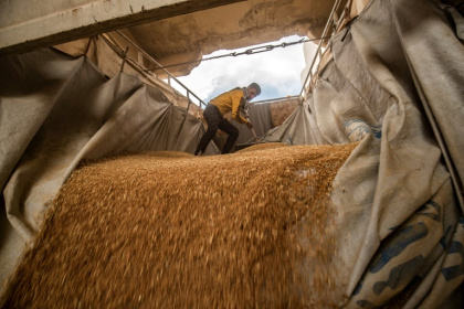 A worker rakes wheat purchased by the Kurdish authorities as it's unloaded at a silo in the northeast Syrian city of Qamishli - Delil SOULEIMAN (AFP)
