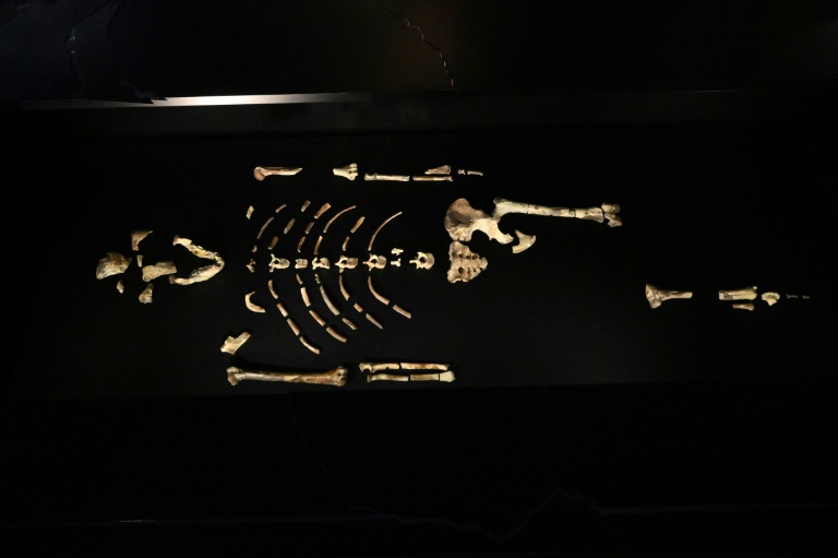 Human ancestor Lucy gets first European showing in Prague