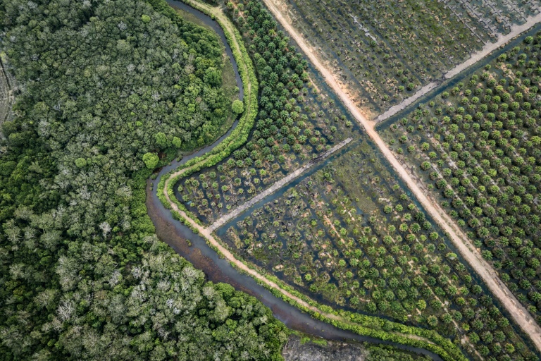 'Lungs of the Earth': the Indonesians fighting for peatland