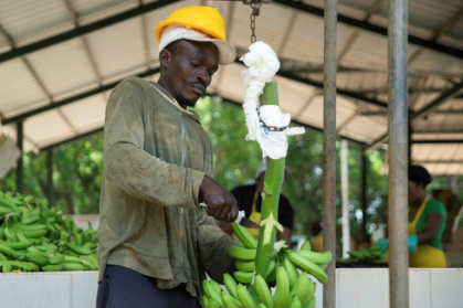 An employee works at a banana plantation in the Dominican Republic - Eddy Vittini (AFP) An employee works at a banana plantation in the Dominican Republic - Eddy Vittini (AFP)